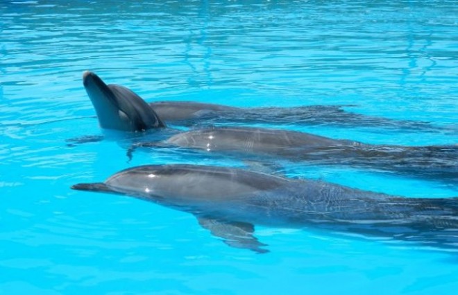 Генечинск получил в подарок гигантский дельфинарий