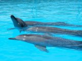 Генечинск получил в подарок гигантский дельфинарий